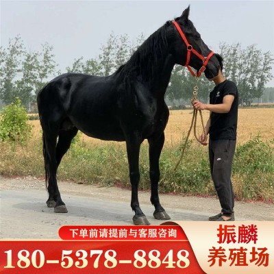 蒙古马 伊犁马 纯血半血马养殖场 骑乘马匹俱乐部 阿拉伯马驹图2