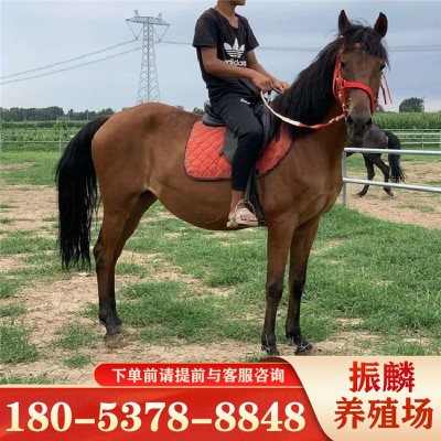 蒙古马 伊犁马 纯血半血马养殖场 骑乘马匹俱乐部 阿拉伯马驹图3