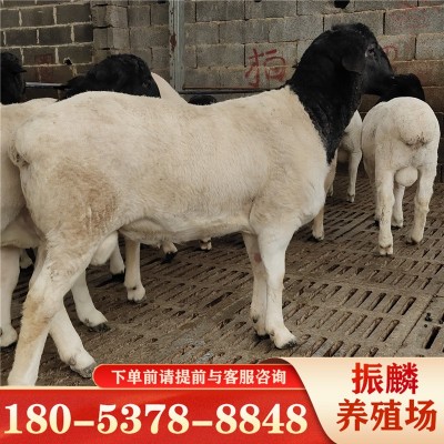 黑头杜泊绵羊杂交小羊羔 小尾寒羊怀孕母羊绵羊 活体杜寒羊崽图2