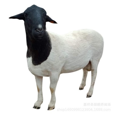 黑头杜泊绵羊杂交小羊羔 小尾寒羊怀孕母羊绵羊 活体杜寒羊崽图5