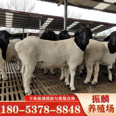 活羊出售适合甘肃养殖的杜泊绵羊萨福克羊黑头杜泊绵羊种公羊图2