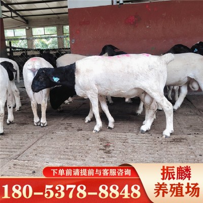 活羊出售适合甘肃养殖的杜泊绵羊萨福克羊黑头杜泊绵羊种公羊图4