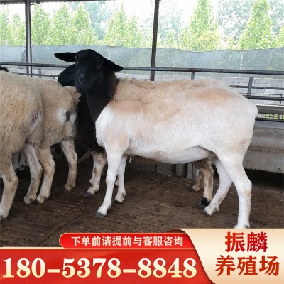 活羊出售适合甘肃养殖的杜泊绵羊萨福克羊黑头杜泊绵羊种公羊图3