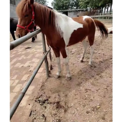 矮马宠物马活体儿童小型骑乘马小马驹真马活马迷你袖珍马矮马幼马图3