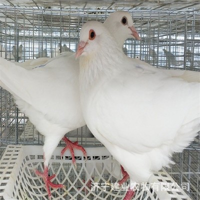 大体纯种元宝鸽子活一对元宝鸽正宗元宝鸽种鸽观赏鸽活物一公一母图3