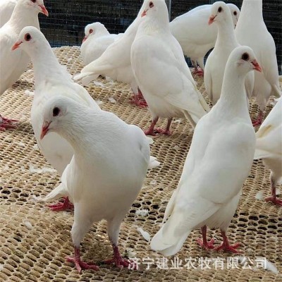 大体纯种元宝鸽子活一对元宝鸽正宗元宝鸽种鸽观赏鸽活物一公一母图4