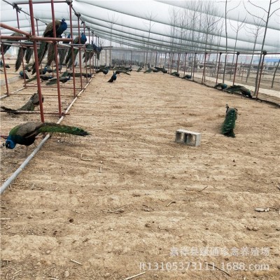 活体蓝孔雀苗 脱温孔雀幼苗 厂家出售蓝孔雀种苗3500只提供技术图4