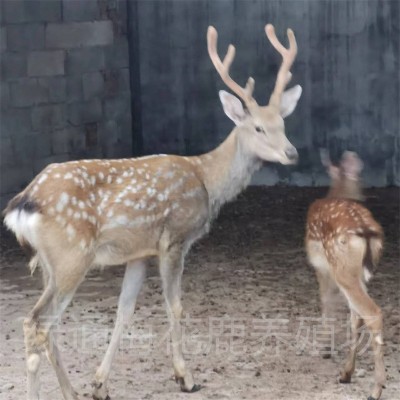 活体梅花鹿种苗 绿通梅花鹿养殖场出售350只梅花鹿苗提供养殖技术图2