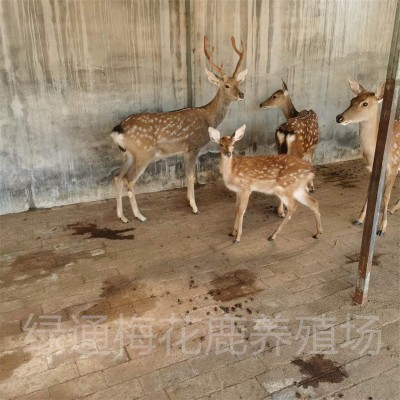 活体梅花鹿种苗 绿通梅花鹿养殖场出售350只梅花鹿苗提供养殖技术图3