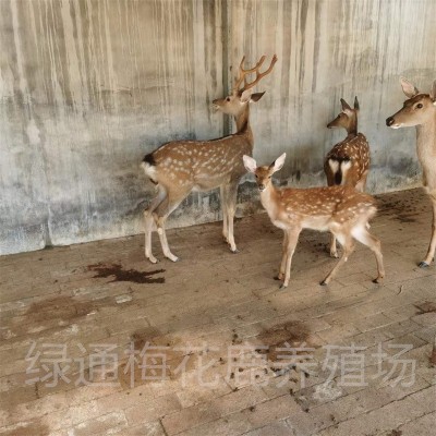 活体梅花鹿种苗 绿通梅花鹿养殖场出售350只梅花鹿苗提供养殖技术图4