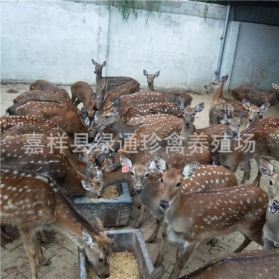 成年活体梅花鹿 景区观赏梅花鹿 买梅花鹿提供养殖技术送养鹿饲料图2