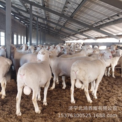 甘肃嘉峪关养殖场 杜泊绵羊羔多少钱一只 杜泊绵羊种公羊价格图3