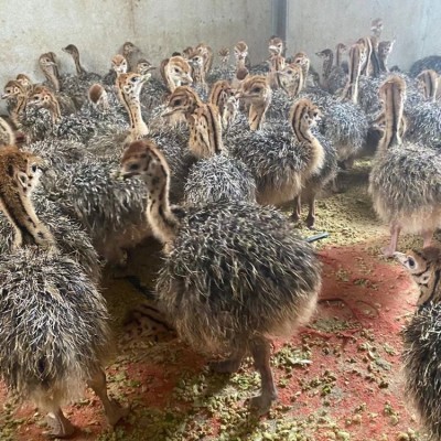 澳洲鸵鸟苗哪里有卖 鸸鹋多少钱一只 鸵鸟养大了有人回收吗图3