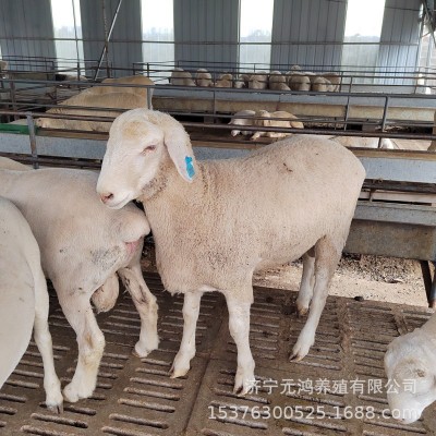 种羊养殖场 成年大母羊多少钱一只 小尾寒羊苗价格图4