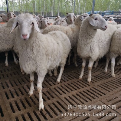种羊养殖场 成年大母羊多少钱一只 小尾寒羊苗价格图3
