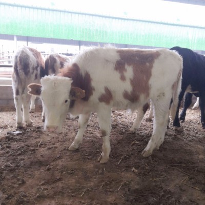 贵州哪里有卖改良西门塔尔肉牛犊牛苗 肉牛养殖农村养殖黄牛价格图2