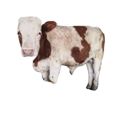 贵州哪里有卖改良西门塔尔肉牛犊牛苗 肉牛养殖农村养殖黄牛价格图5