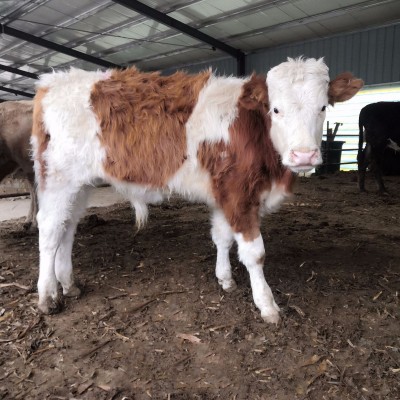贵州哪里有卖改良西门塔尔肉牛犊牛苗 肉牛养殖农村养殖黄牛价格图3