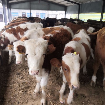 贵州哪里有卖改良西门塔尔肉牛犊牛苗 肉牛养殖农村养殖黄牛价格图4