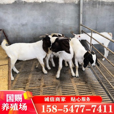 波尔山羊纯种小羊羊羔怀孕母羊种公羊活体羊崽种羊小活羊养殖图2