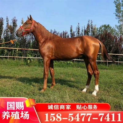 养马场出售马匹 骑乘马一匹养殖场马匹 婚庆旅游区用马图4
