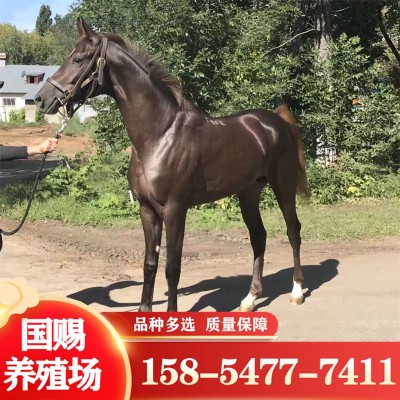 养马场出售马匹 骑乘马一匹养殖场马匹 婚庆旅游区用马图3