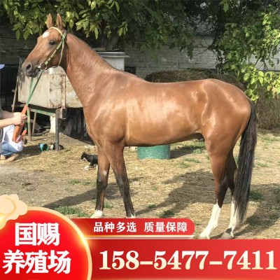 养马场出售马匹 骑乘马一匹养殖场马匹 婚庆旅游区用马图2