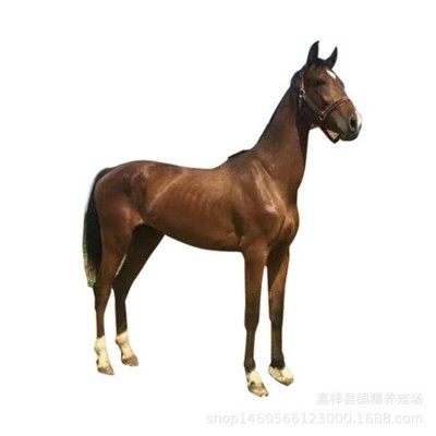 养马场出售马匹 骑乘马一匹养殖场马匹 婚庆旅游区用马图5