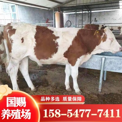 西门塔尔牛活牛牛犊繁殖母牛育肥肉牛犊养殖种牛牛苗小牛崽价格图2