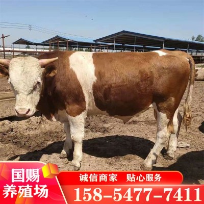 西门塔尔牛活牛牛犊繁殖母牛育肥肉牛犊养殖种牛牛苗小牛崽价格图4
