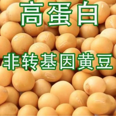 东北发豆芽的黄豆散装发黄豆芽豆黑龙江生豆牙小豆大黄豆图2