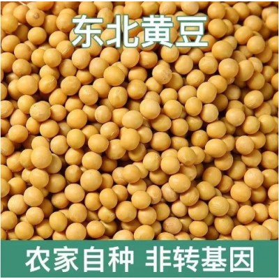 东北发豆芽的黄豆散装发黄豆芽豆黑龙江生豆牙小豆大黄豆图3