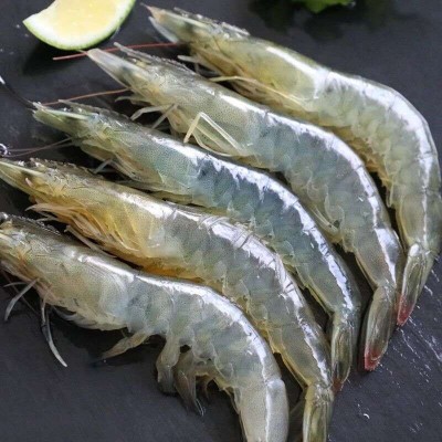 大虾国产对虾基围虾明虾冰冻青虾鲜活白虾海虾冷链运输图4