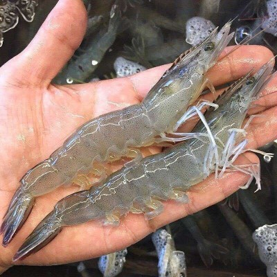 大虾国产对虾基围虾明虾冰冻青虾鲜活白虾海虾冷链运输图3