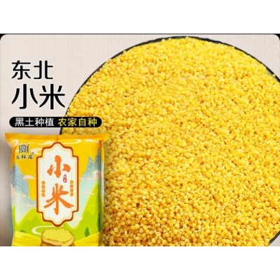 厂家直供零售新粮东北黄小米优质小米农家月子米五谷杂粮粥米5斤