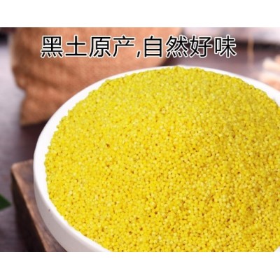 厂家直供零售新粮东北黄小米优质小米农家月子米五谷杂粮粥米5斤图2
