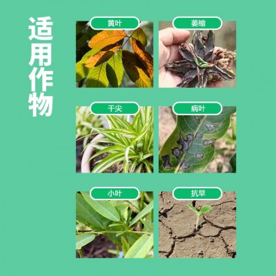 海藻鱼蛋白水溶肥冲施肥生根壮苗果树蔬菜农用高钙高钾桶装冲施肥图4