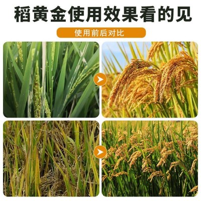 稻黄金水稻专用叶面肥水稻增产剂增产增收控旺剂分蘖肥抗倒伏抗逆图5