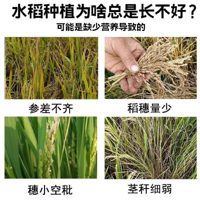 稻黄金水稻专用叶面肥水稻增产剂增产增收控旺剂分蘖肥抗倒伏抗逆图2