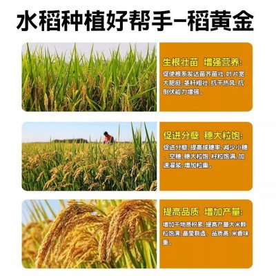 稻黄金水稻专用叶面肥水稻增产剂增产增收控旺剂分蘖肥抗倒伏抗逆图3