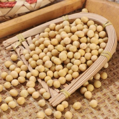大量批发东北黄豆50斤做豆腐打豆浆专用大豆豆子散装非转基因豆类图4