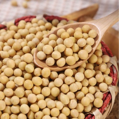 大量批发东北黄豆50斤做豆腐打豆浆专用大豆豆子散装非转基因豆类图2