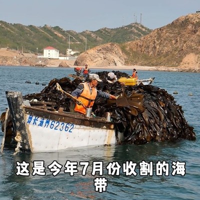 厂家批发淡干干海带头特厚昆布海带根干货无沙凉拌菜商用火锅食材图3