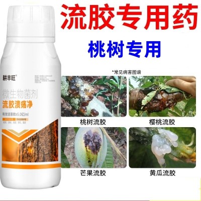 桃树流胶病专用药果树流胶一喷净桃树疮痂病穿孔葵阳病桃树流胶药图3