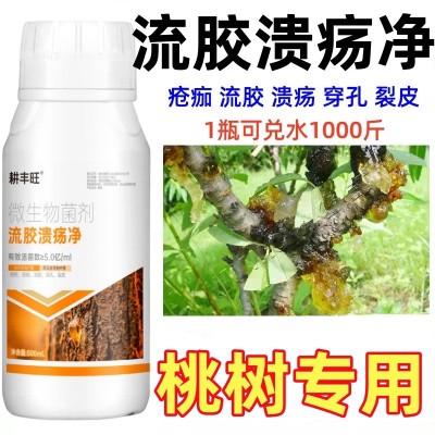 桃树流胶病专用药果树流胶一喷净桃树疮痂病穿孔葵阳病桃树流胶药图5