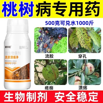 桃树流胶病专用药果树流胶一喷净桃树疮痂病穿孔葵阳病桃树流胶药