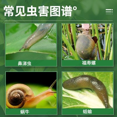 蜗牛药菜地杀蜗牛药鼻涕虫专用四聚乙醛四聚乙酫颗粒灭蜗 牛杀虫剂图4