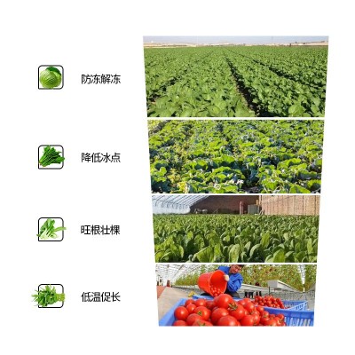 植物磁化防冻剂抗寒抗冻果树蔬菜花卉苗木大棚倒春寒抗冷防冻液图4