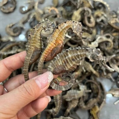船晒海马海产品200头本港海马煲汤滋补海产品批发支持一件代发图2