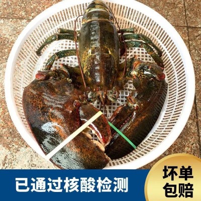 波士顿龙虾生冻水产品冰鲜波龙3斤到15斤上海发货特产礼盒装送礼图3